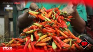 Jelang Natal, Harga Cabai Rawit di Pohuwato Meroket Hingga 120 Ribu Per Kg