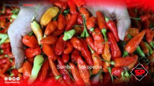 Awal 2024, Cabai Rawit di Pohuwato Alami Penurunan Harga