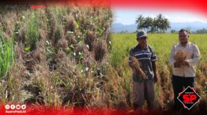 Hama Kresek Melanda, Petani di Duhiadaa Terancam Gagal Panen