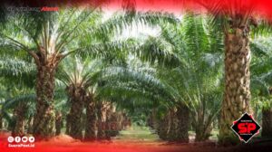 Mengenal Dekat Perusahaan PT.LIL di Pohuwato