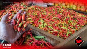 Jelang Idul Adha, Harga Cabai di Pohuwato Mulai Meroket