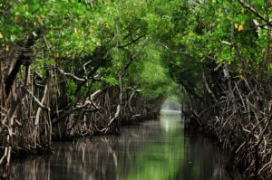 Di Pohuwato, Kerusakan Hutan Mangrove jadi Ancaman Serius