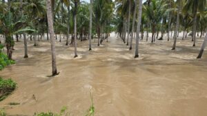 Tanggul Jebol, Petani Merana! 250 Hektare Lahan di Patilanggio Terendam