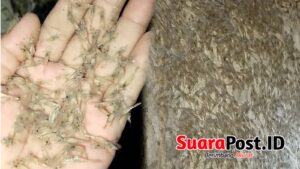 Fenomena Langka! Ribuan Udang Naik ke Daratan di Bendungan Randangan
