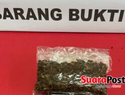 Pesan Tembakau Gorilla Lewat Mobil Rental, Pemuda Ini Tak Berkutik Saat Diciduk Polisi