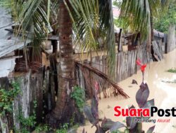Tambang Emas, Desa Palopo yang Jadi Korban