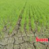 Sawah Terkubur Lumpur, Petani Pohuwato Datang ke PENAS Mencari Keadilan