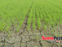 Sawah Terkubur Lumpur, Petani Pohuwato Datang ke PENAS Mencari Keadilan
