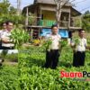 Lapas Pohuwato Panen Kangkung, Perkuat Ketahanan Pangan dari Kebun Lapas