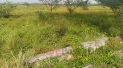 100 Persen Sawah di Duhiadaa Tak Bisa Ditanami, Petani Terjepit Krisis Irigasi dan Kemarau