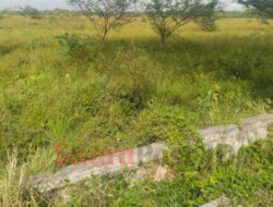 100 Persen Sawah di Duhiadaa Tak Bisa Ditanami, Petani Terjepit Krisis Irigasi dan Kemarau