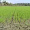 Ketika Sawah Duhiadaa Mati, Beras dari Makassar Kuasai Pasar Pohuwato