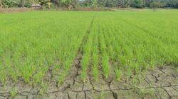 Ketika Sawah Duhiadaa Mati, Beras dari Makassar Kuasai Pasar Pohuwato