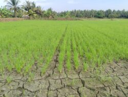 Ketika Sawah Duhiadaa Mati, Beras dari Makassar Kuasai Pasar Pohuwato