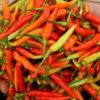 Kemarau Panjang Tekan Pasokan, Harga Rica di Pohuwato Naik Jadi Rp150 Ribu per Kilogram