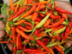 Kemarau Panjang Tekan Pasokan, Harga Rica di Pohuwato Naik Jadi Rp150 Ribu per Kilogram
