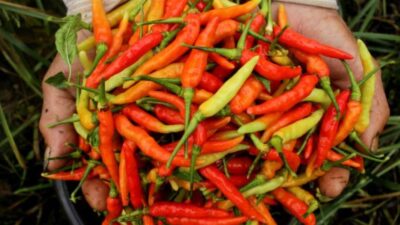 Kemarau Panjang Tekan Pasokan, Harga Rica di Pohuwato Naik Jadi Rp150 Ribu per Kilogram